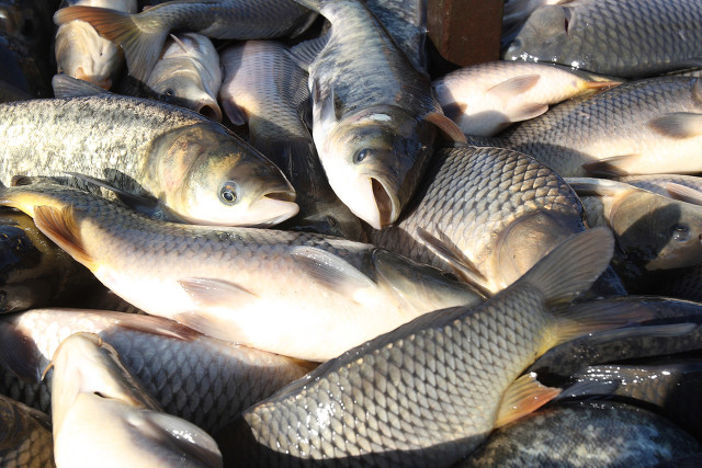 1681201388554772.jpg 淡水魚.jpg