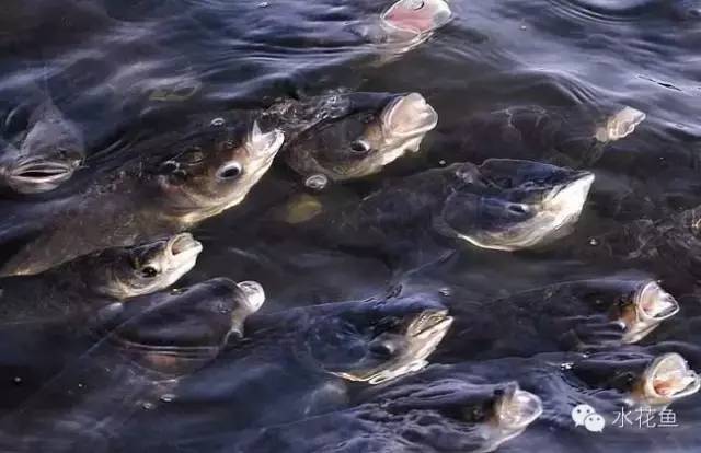 1721115130639215.jpeg 魚兒中毒氨氮.jpeg
